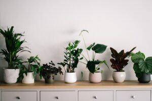 house plants on a wooden shelf