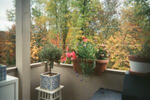 plants on balcony outside